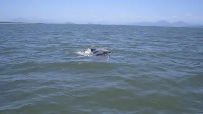 Baía dos Golfinhos