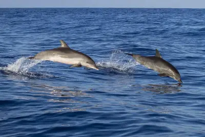 Baía dos Golfinhos