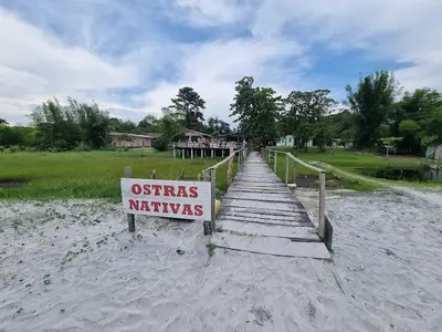 ostras nativas