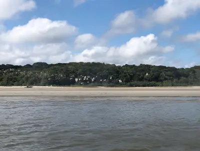 Praia de areia clara junto a uma faixa de mata densa, com aves brancas em voo sobre a vegetação. O mar de pequenas ondas aparece em primeiro plano sob luz diurna suave e céu azul com nuvens.