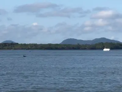 Vista da baía com mata e morros ao fundo, um barco branco ancorado e uma nadadeira surgindo na água. A luz suave do dia nublado cria tons azulados e atmosfera tranquila.